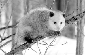 Cody Pope/Wikimedia Commons