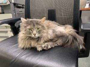 Photo courtesy of Homer Animal Shelter
Rosemary.