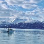 Photos by Christina Whiting/Homer News
Morning commute, a boat makes its way across the bay, April 26.