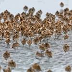 Western Sandpipers scurry across the sand in search of food in the mudflats. Sandpipers are the most prevalent bird at the Grays Harbor National Wildlife Refuge during the 2023 Shorebird and Nature Festival May 5-7. (Jan Wieser / U.S. Fish and Wildlife Service)