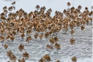 Western Sandpipers scurry across the sand in search of food in the mudflats. Sandpipers are the most prevalent bird at the Grays Harbor National Wildlife Refuge during the 2023 Shorebird and Nature Festival May 5-7. (Jan Wieser / U.S. Fish and Wildlife Service)