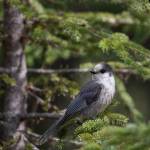 Canada Jay rests in a tree, photo taken off the North Fork Road spring 2022. (Photo by by Joey Hausler/courtesy)