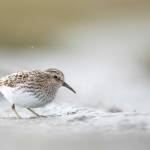 A least sandpiper feeds on the Homer Spit, photo taken spring 2022. (Photo by Joey Hausle/courtesy)