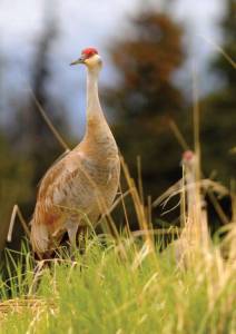 Sandhill Crane. Photo provided by Homer Animal Shelter