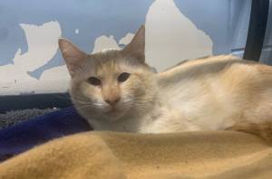 Anak, 2-year-old male. (Photo provided by Homer Animal Shelter)