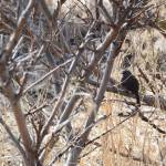 A song sparrow perches on a willow branch near the Beluga Slough trail on Friday, May 5, 2023, in Homer, Alaska. (Photo by Delcenia Cosman/Homer News)