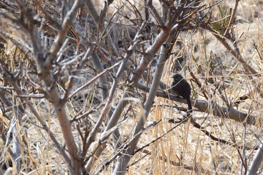 A song sparrow perches on a willow branch near the Beluga Slough trail on Friday, May 5, 2023, in Homer, Alaska. (Photo by Delcenia Cosman/Homer News)