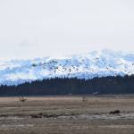 A flock of greater white-fronted geese flies over the Beluga Slough on Friday, May 5, 2023, in Homer, Alaska. (Photo by Delcenia Cosman/Homer News)