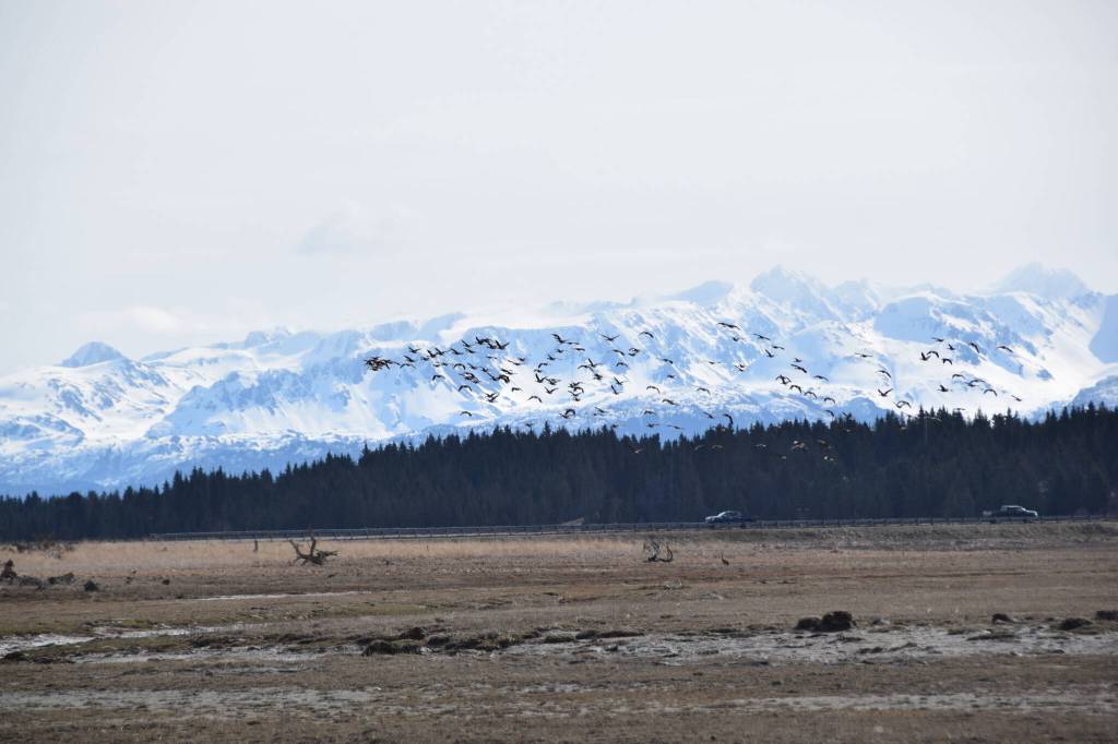 A flock of greater white-fronted geese flies over the Beluga Slough on Friday, May 5, 2023, in Homer, Alaska. (Photo by Delcenia Cosman/Homer News)