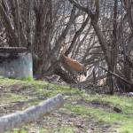 A sandhill crane is photographed near the Beluga Slough Trail on Friday, May 5, 2023, in Homer, Alaska. (Photo by Delcenia Cosman/Homer News)