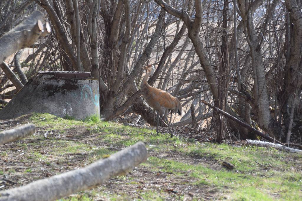 A sandhill crane is photographed near the Beluga Slough Trail on Friday, May 5, 2023, in Homer, Alaska. (Photo by Delcenia Cosman/Homer News)