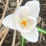 A crocus flower blooms in a garden out East End Road, May 10.
