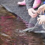 An elementary student stocks rainbow trout in Johnson Lake during Salmon Celebration on Wednesday, May 10, 2023, at Johnson Lake in Kasilof, Alaska. (Jake Dye/Peninsula Clarion)
