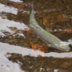 A freshly stocked rainbow trout swims in Johnson Lake during Salmon Celebration on Wednesday, May 10, 2023, at Johnson Lake in Kasilof, Alaska. (Jake Dye/Peninsula Clarion)
