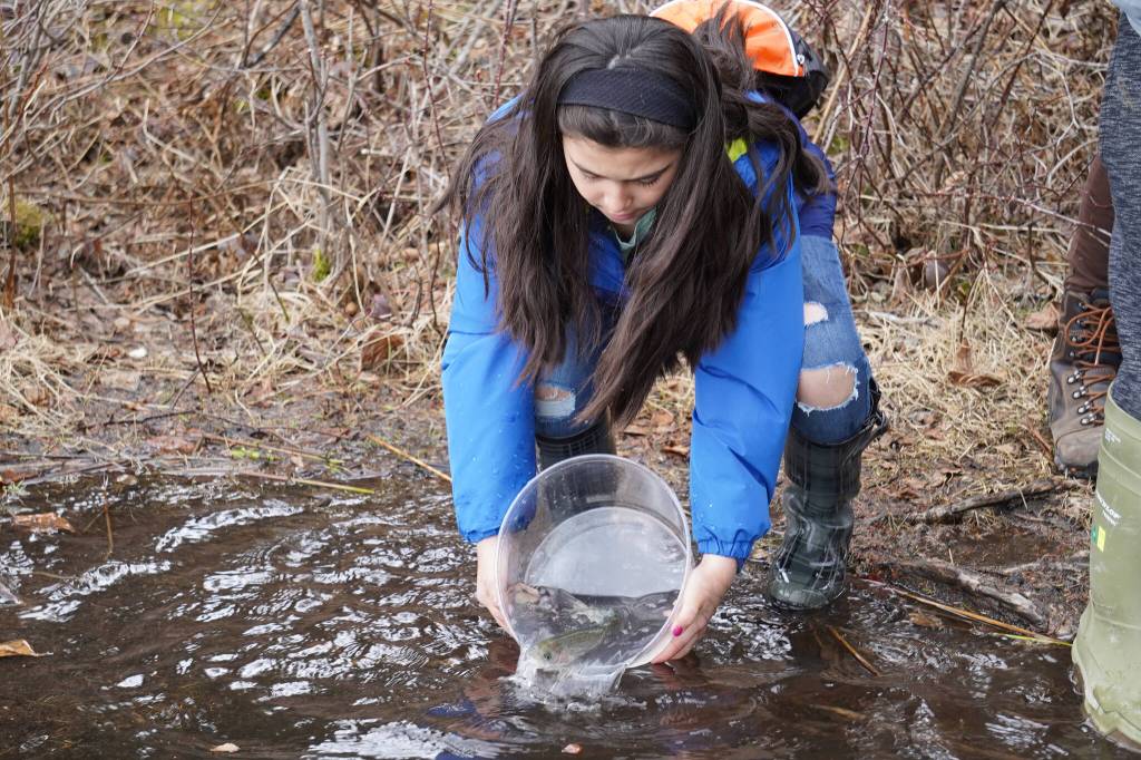 An elementary student stocks rainbow trout in Johnson Lake during Salmon Celebration on Wednesday, May 10, 2023, at Johnson Lake in Kasilof, Alaska. (Jake Dye/Peninsula Clarion)