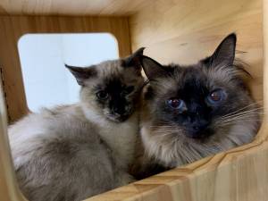 Kit (2 years) & Maddy (7 months), Females