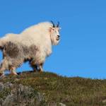 An adult male mountain goat with GPS radio collar shortly after release. (Photo by Dom Watts/FWS)