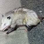 Grubby the Virginia opossum is captured by Homer Police officer Taylor Crowder on Wednesday, May 24, 2023 in Homer, Alaska. Photo by Homer Police Department
