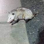 Grubby the Virginia opossum is captured by Homer Police officer Taylor Crowder on Wednesday, May 24, 2023 in Homer, Alaska. Photo by Homer Police Department