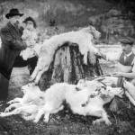 (Photo from a lantern slide courtesy of Gary Titus
This 1904 Baughman Collection photo shows two huntersDr. John Baughman (left, holding girl) and W.H. Casewith four mountain goats they killed near the summit of White Pass and brought back to their home in Skagway later by train.