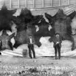 Photo #940.1.5 courtesy of the Resurrection Bay Historical Society
Dr. John Baughman (R) and an unidentified man (possibly W.H. Case) pose in about 1910 before a display of eight bear skins. Written on the photo: All killed in sight of Seward, Alaska. The big game hunters paradise.