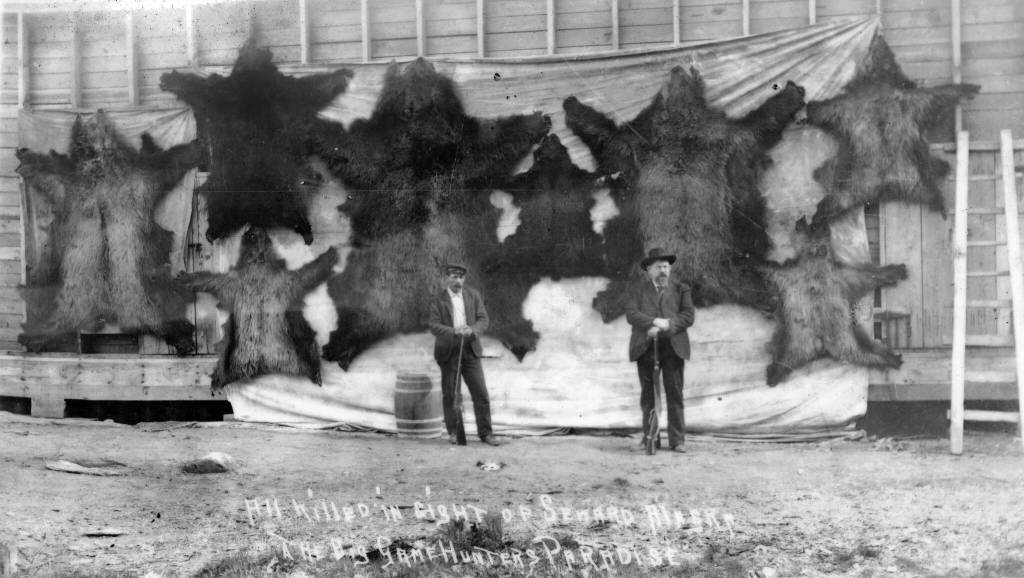 Photo #940.1.5 courtesy of the Resurrection Bay Historical Society
Dr. John Baughman (R) and an unidentified man (possibly W.H. Case) pose in about 1910 before a display of eight bear skins. Written on the photo: All killed in sight of Seward, Alaska. The big game hunters paradise.