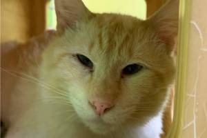 Ayak, 2 year old male. Photo courtesy of Homer Animal Shelter