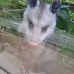 A young Virginia opossum was spotted outside the City of Homer Clerk's Office window on Thursday, June 1, 2023 in Homer, Alaska. Photo by Renee Krause