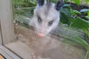 A young Virginia opossum was spotted outside the City of Homer Clerk's Office window on Thursday, June 1, 2023 in Homer, Alaska. Photo by Renee Krause