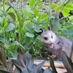 A Virginia opossum was spotted outside the City of Homer Clerks Office window on Thursday, June 1, 2023 in Homer, Alaska. Photo by Renee Krause