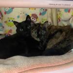 Midnight (male) and Luna (female). Not pictured is their sister, Nova. Photo courtesy of Homer Animal Shelter