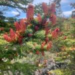 Spruce cones reach for the sun along a section of the Glacier Lake Trail on Tuesday, June 13, 2023 in Homer, Alaska. Photo by Christina Whiting