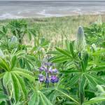 Lupine flowers are in bloom along the Homer Spit Road on Thursday, June 15, 2023 in Homer, Alaska. Photo by Christina Whiting