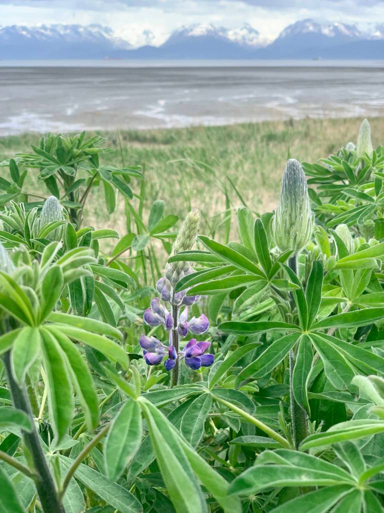 Lupine flowers are in bloom along the Homer Spit Road on Thursday, June 15, 2023 in Homer, Alaska. Photo by Christina Whiting