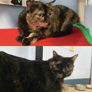 Photo courtesy of Homer Animal Shelter
Luna and Nova.