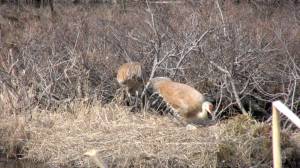 Nesting Cranes in Homer, Alaska. (Photo provided by Nina Faust)