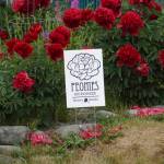 A display of peonies is in bloom on Pioneer Avenue in July 2022 in Homer, Alaska. Photo by Michael Armstrong, Homer News file photo