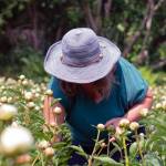 Peony farmer Allison Gaylord harvests peonies at Willow Drive Gardens during the 2022 season. Photo courtesy of Abi Reid