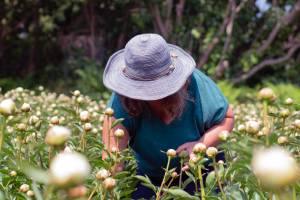 Peony farmer Allison Gaylord harvests peonies at Willow Drive Gardens during the 2022 season. Photo courtesy of Abi Reid