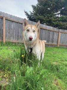 Photo courtesy of Homer Animal Shelter
Celeste.