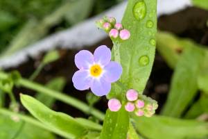 A new forget-me-not flower blossoms at Eveline State Recreation Area located 13 miles out East End Road on Monday, June 26, 2023 in Homer, Alaska. Photo by Christina Whiting