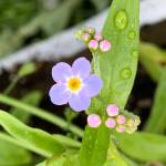 A new forget-me-not flower blossoms at Eveline State Recreation Area located 13 miles out East End Road on Monday, June 26, 2023 in Homer, Alaska. Photo by Christina Whiting