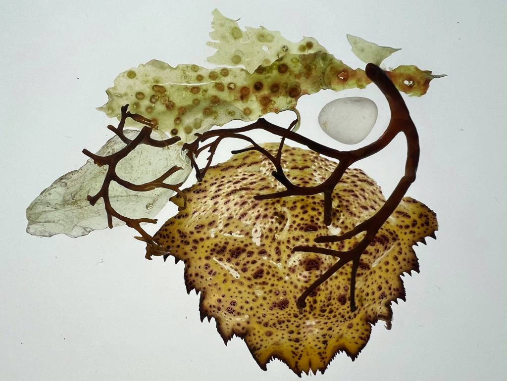 Tide and Texture, a macro landscape photograph by Seldovia artist Jenifer Cameron is on display at Homer Council on the Arts through July in Homer, Alaska. Photo courtesy of Homer Council on the Arts