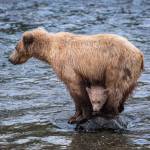 Peak A Boo, a photograph by Anchorage photographer Tim Davis taken in the summer of 2022 at Katmai National Park, is part of Daviss exhibit at Fireweed Gallery on display through July in Homer, Alaska. Photo courtesy of Fireweed Gallery