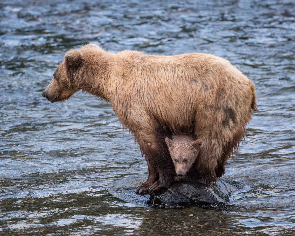 Peak A Boo, a photograph by Anchorage photographer Tim Davis taken in the summer of 2022 at Katmai National Park, is part of Daviss exhibit at Fireweed Gallery on display through July in Homer, Alaska. Photo courtesy of Fireweed Gallery