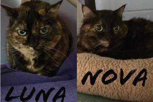Luna and Nova