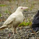 A leucistic raven, distinct for its white coloration, is photographed north of Kenai. (Photo courtesy Gregory Messimer)