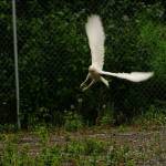 A leucistic raven, distinct for its white coloration, is photographed north of Kenai. (Photo courtesy Gregory Messimer)