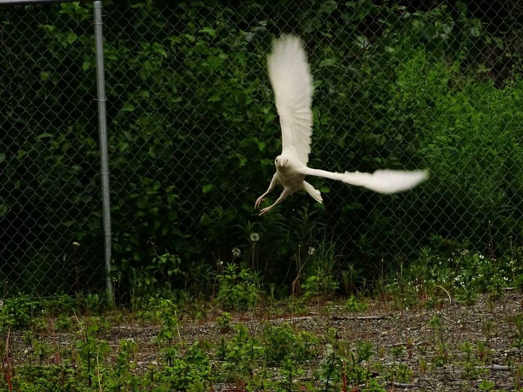 A leucistic raven, distinct for its white coloration, is photographed north of Kenai. (Photo courtesy Gregory Messimer)