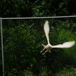 A leucistic raven, distinct for its white coloration, is photographed north of Kenai. (Photo courtesy Gregory Messimer)